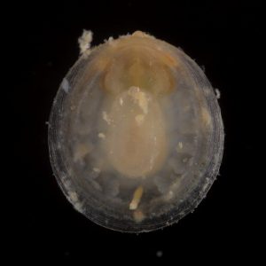 Photo of a Laevipilina sp. (Mollusca, Monoplacophora) on a black background.